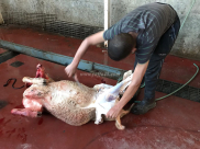  بالصور: جمعية يافا للاغاثة الانسانية مستمرة في مشروع إحياء سنة العقائق 